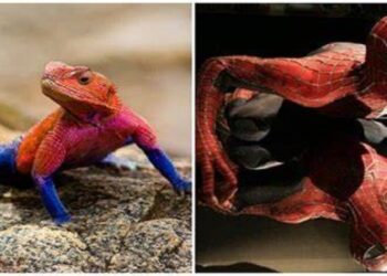 On Twitter, a 'Spider-Man' lizard has gone viral