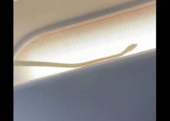A video of a snake inside a plane has gone viral, terrifying passengers