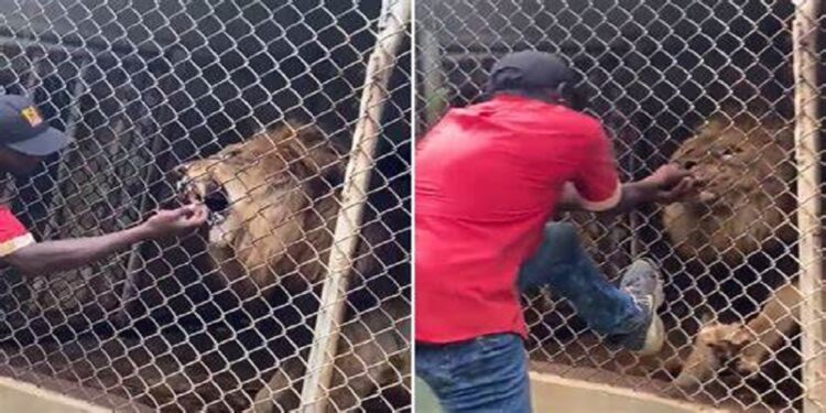 After Teasing a lion from its cage, a zookeeper suffers a bite by horrific lion attack
