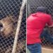 Horrifying video viral of lion biting off a man's finger at a zoo