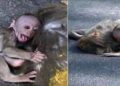 A video of a baby monkey hugging his family has gone viral